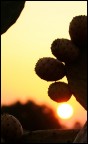 Che tramonto "fico" Che tramonto "fico"