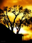 Albero al tramonto