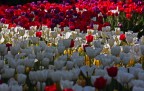 Messer Tulipano 2011