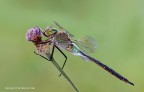 Anax parthenope Anax parthenope