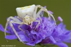 Thomisus onustus Thomisus onustus