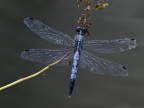 orthetrum albistylum  (Selys,1848)