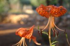 Orange Summer Orange Summer