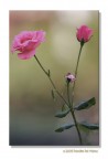 Le eta' della rosa Le eta' della rosa