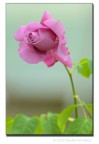 Rosa pastello Rosa pastello
