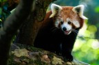 panda minore panda minore