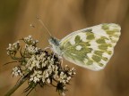 Anthocharis Anthocharis