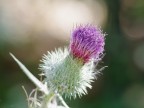 Fiore viola Fiore viola