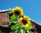 Girasoli Girasoli