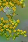 Altro tentativo : Nezara viridula con sfondo presente