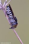 Coelioxys sp. Coelioxys sp.