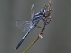 orthetrum-albistylum--(Selys,1848)male orthetrum-albistylum--(Selys,1848)male