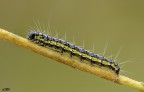 Uresiphita gilvata, Crambidae Uresiphita gilvata, Crambidae