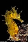 Giallo per l'invidia? Giallo per l'invidia?