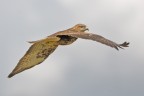 Poiana (buteo buteo) Poiana (buteo buteo)
