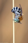 Amegilla quadrifasciata (Villers, 1789) Amegilla quadrifasciata (Villers, 1789)