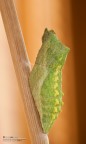 Pupa-one