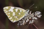 Pontia Pontia