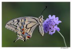 Papilio Machaon