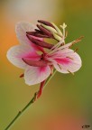 Gaura sp.(Onagraceae) Gaura sp.(Onagraceae)