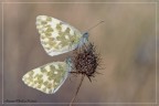 Pontia edusa Pontia edusa