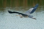 grigio in volo