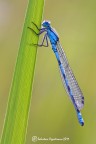 Enallagma cyathigerum
450 D Sigma 150 f 7,1 1/30 iso 100 cavalletto