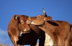 The love is........... The love is...........