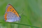 Lycaena dispar