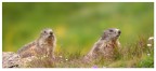 Marmotte Marmotte