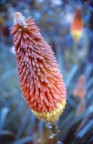 Fiore Fiore