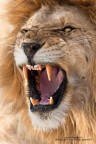 Simba! Simba!