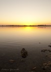 ...saline...