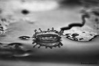 acqua acqua
