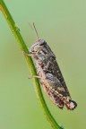 Calliptamus sp.