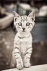 CAT SERIOUS CAT SERIOUS