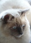 Ramy