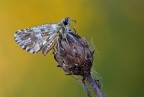 Pyrgus malvoide Pyrgus malvoide