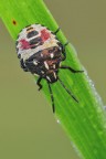 Carpocoris sp.