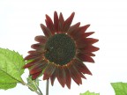 Girasole Nero Girasole Nero