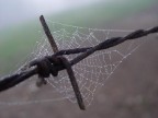 ragnatela ragnatela
