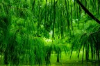 Green Green