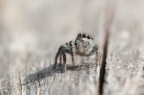 (si sarà chiesto) e tu chi sei?............. (si sarà chiesto) e tu chi sei?.............