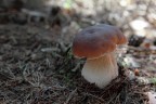 Primizia Primizia