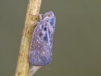 Mectalfa Pruinosa Mectalfa Pruinosa
