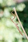 Mantide religiosa