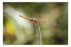 Dragonfly Dragonfly