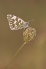 pontia edusa