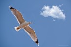 Volo libero Volo libero