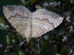 farfallina farfallina